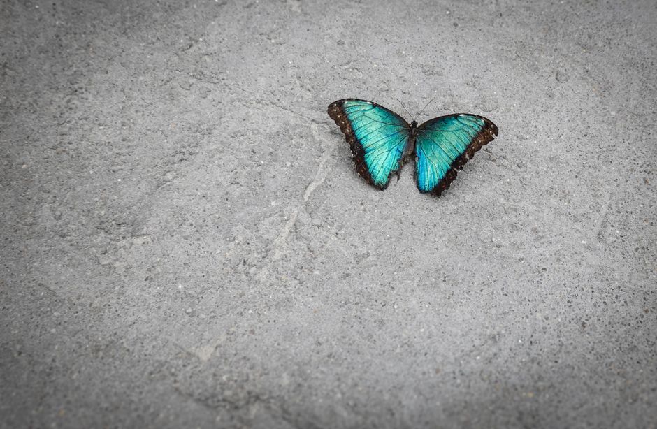 Magisch fotobehang met levendige vlindermotieven.