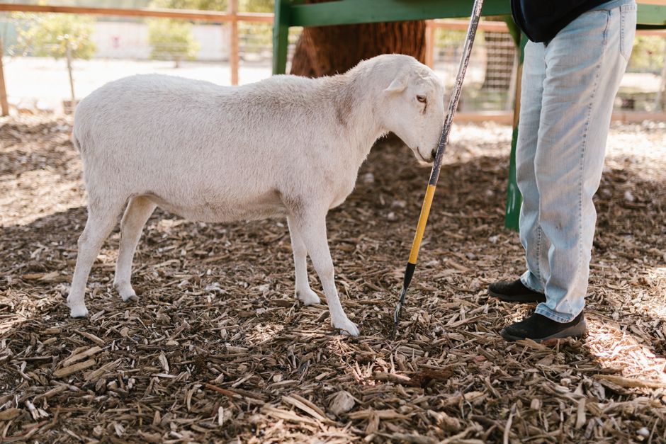 Blije kinderen op boerderij met dieren. Blije kinderen op boerderij met dieren.
