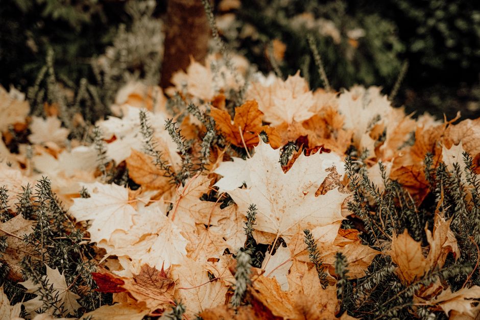 Tuindoek met warm herfstthema in groene tuin. Tuindoek met warm herfstthema in groene tuin.